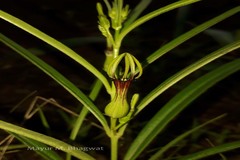 Ceropegia noorjahaniae